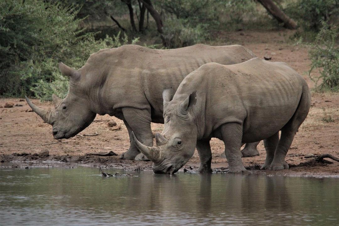 White rhinos